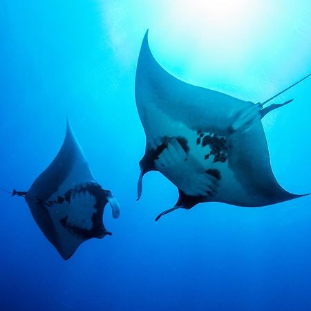 Island Scuba Inn 당게티 외부 사진