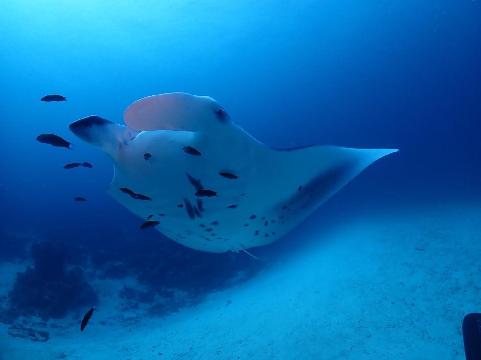 Island Scuba Inn 당게티 외부 사진